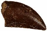 Serrated Raptor Tooth - Real Dinosaur Tooth #300862-1